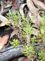 Dysphania glomulifera