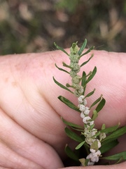 Dysphania glomulifera