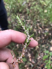 Dysphania glomulifera