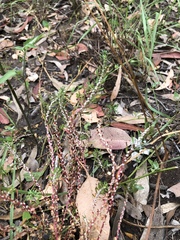 Dysphania glomulifera