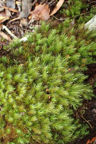 Pyrrhobryum spiniforme