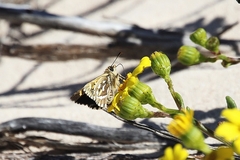 Trapezites argenteoornatus