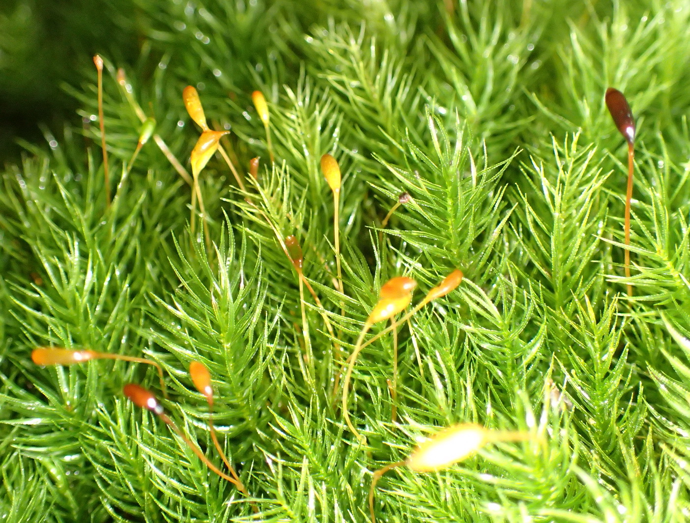 Rhizogoniaceae