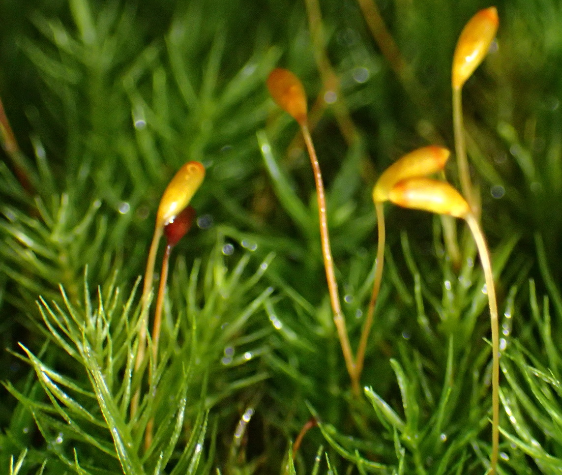 Pyrrhobryum spiniforme