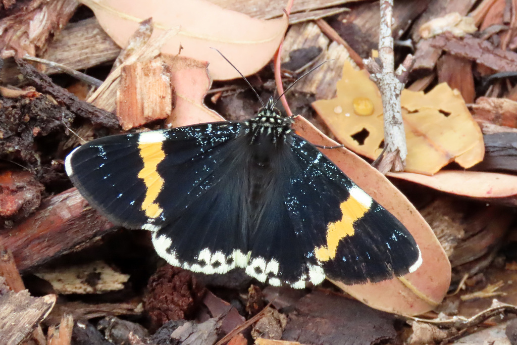 Eutrichopidia