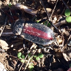 Eleodes suturalis