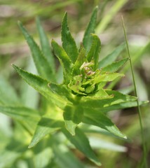 Lobelia sessilifolia