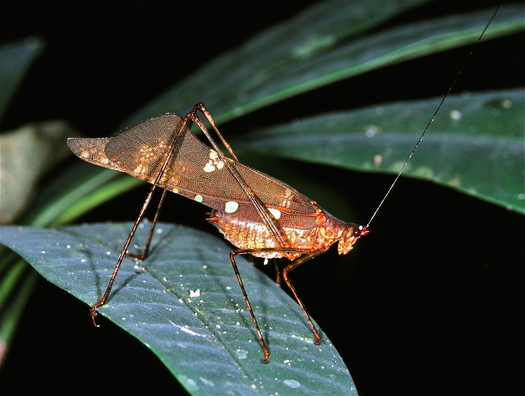 Otiaphysini