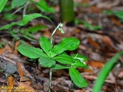 Habenaria petelotii