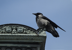 Corvus cornix