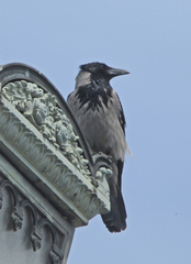 Corvus cornix