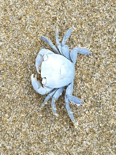 photo of Gulfweed Crab (Planes minutus)