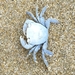 photo of Gulfweed Crab (Planes minutus)