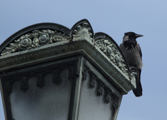 Corvus cornix