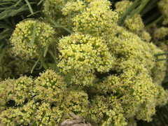 Aciphylla dieffenbachii