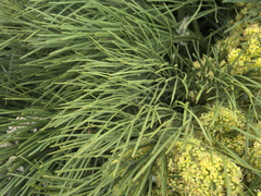 Aciphylla dieffenbachii