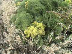 Aciphylla dieffenbachii