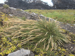 Festuca coxii