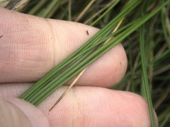 Festuca coxii