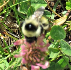 Bombus mesomelas