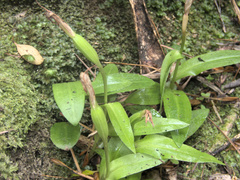 Pterostylis silvicultrix