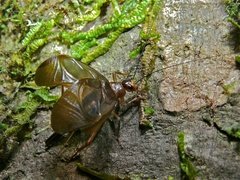 Itara minor