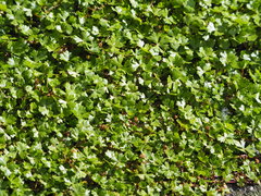 Hydrocotyle batrachium