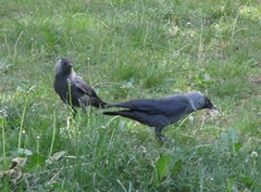 Corvus monedula monedula