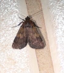 Hydrillodes funestalis