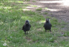 Corvus monedula monedula