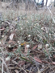 Calocephalus lacteus