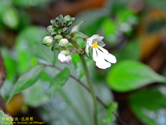 Calanthe alismifolia