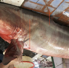 Carcharhinus brevipinna