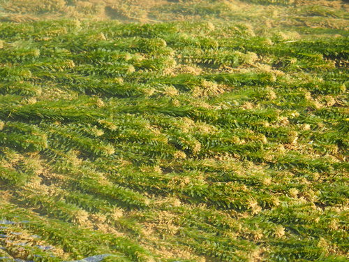 Brazilian elodea (Elodea densa)