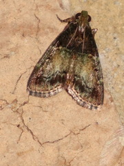 Orthaga thyrisalis