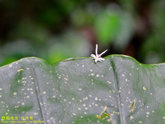 Ricania quadrimaculata