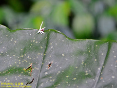 Ricania quadrimaculata