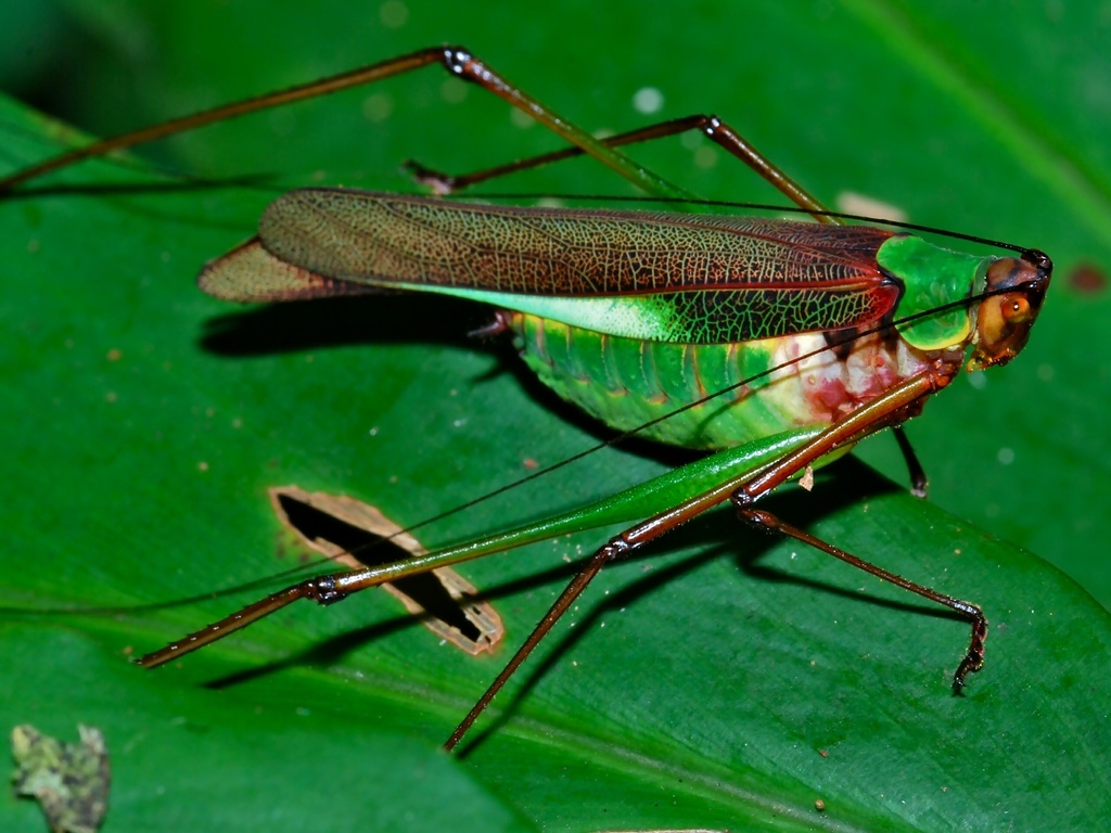 Tetraconcha