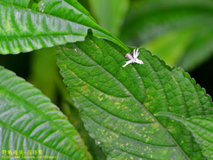 Ricania quadrimaculata