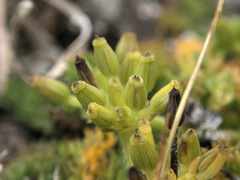 Chaerophyllum colensoi colensoi