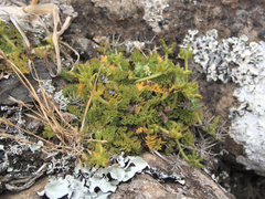 Chaerophyllum colensoi colensoi