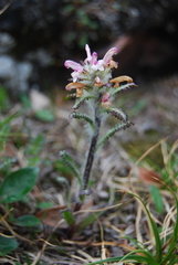 Pedicularis hirsuta