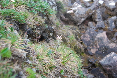 Pedicularis hirsuta