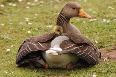 Greylag Goose photo 5