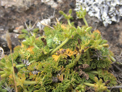 Chaerophyllum colensoi colensoi