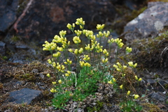 Draba pilosa