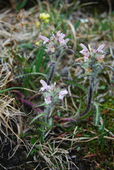 Pedicularis hirsuta