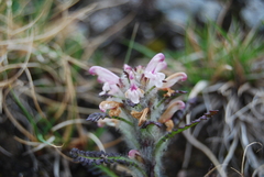 Pedicularis hirsuta