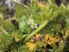 Chaerophyllum colensoi colensoi