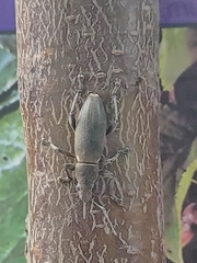 Brachyderes lusitanicus